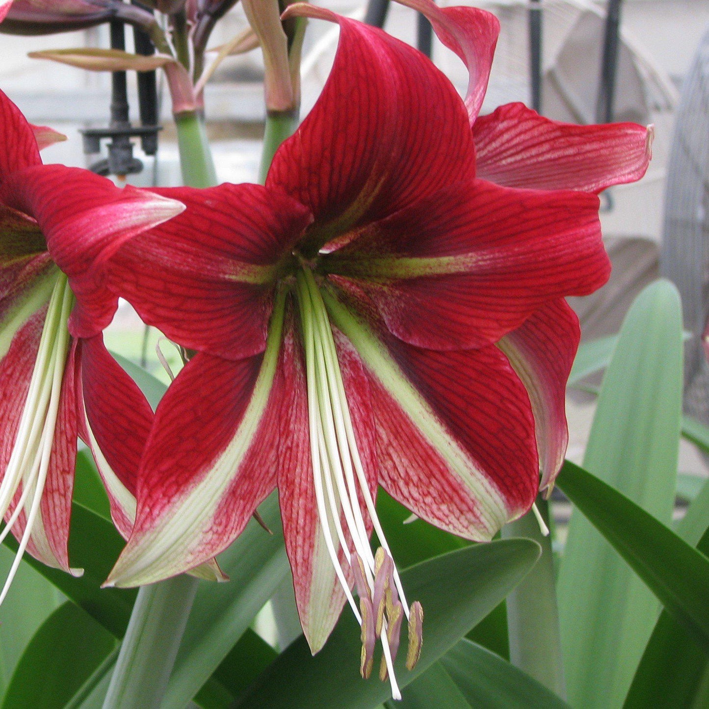 Amaryllis - Ruby Star