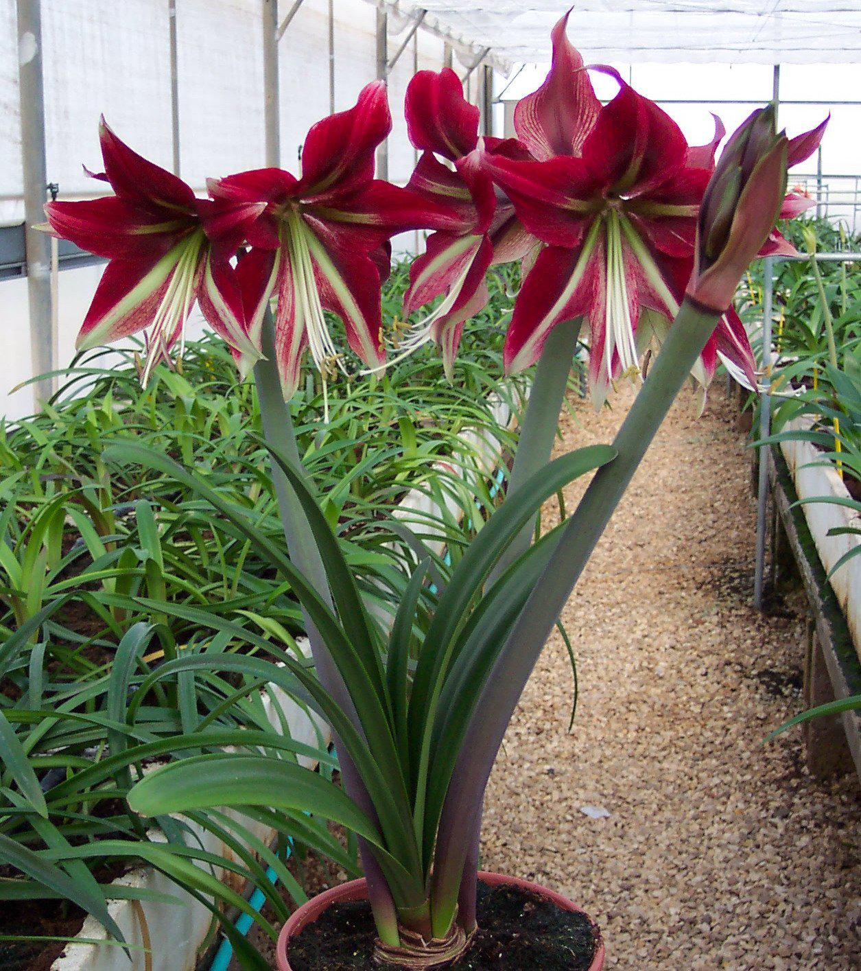 Amaryllis - Ruby Star