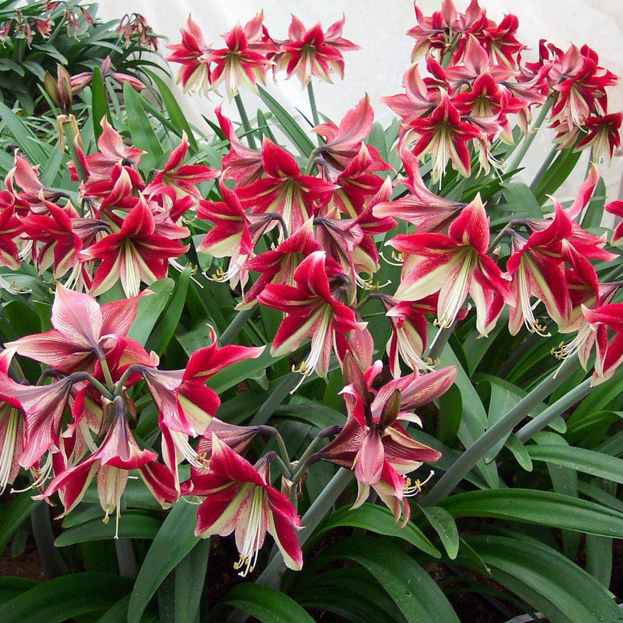 Amaryllis - Ruby Star