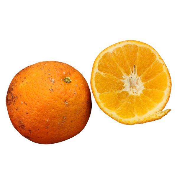 Temple Tangor Citrus Tree - Free Shipping Included