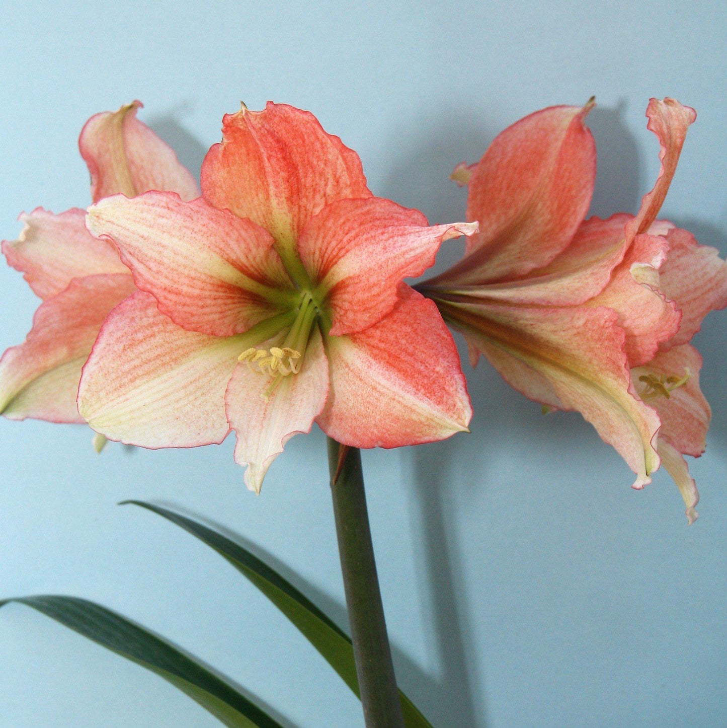 Amaryllis - Tinkerbell