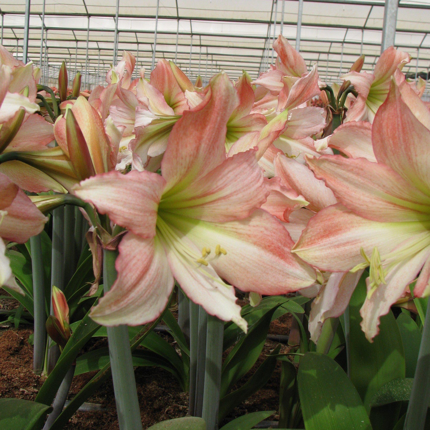 Amaryllis - Tinkerbell