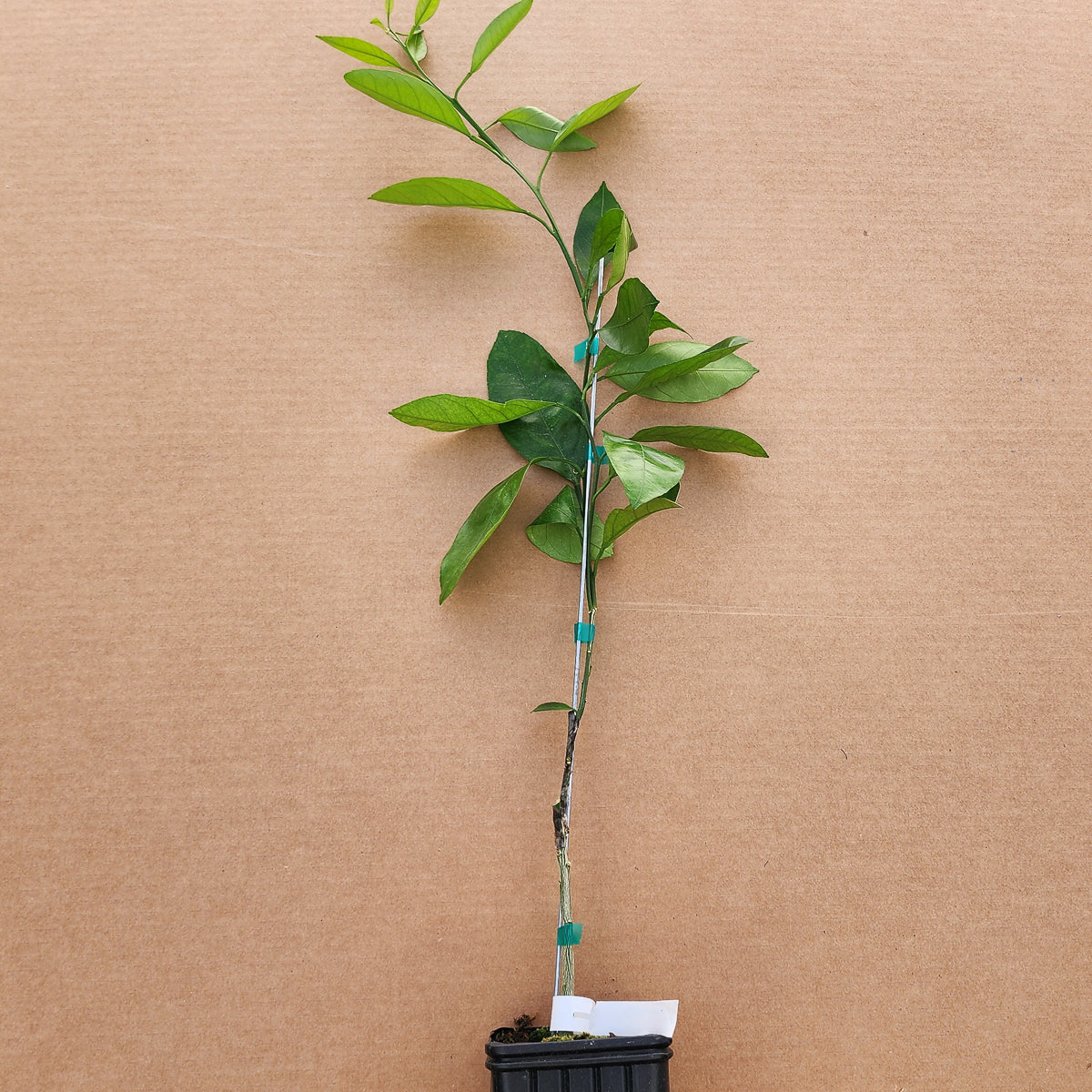 Brown Select Satsuma - Free Shipping Included