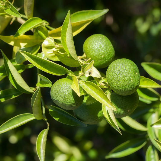 Key Lime (thornless) - Free Shipping Included