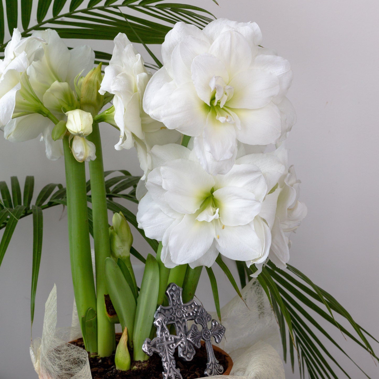 Amaryllis - Snow Drift