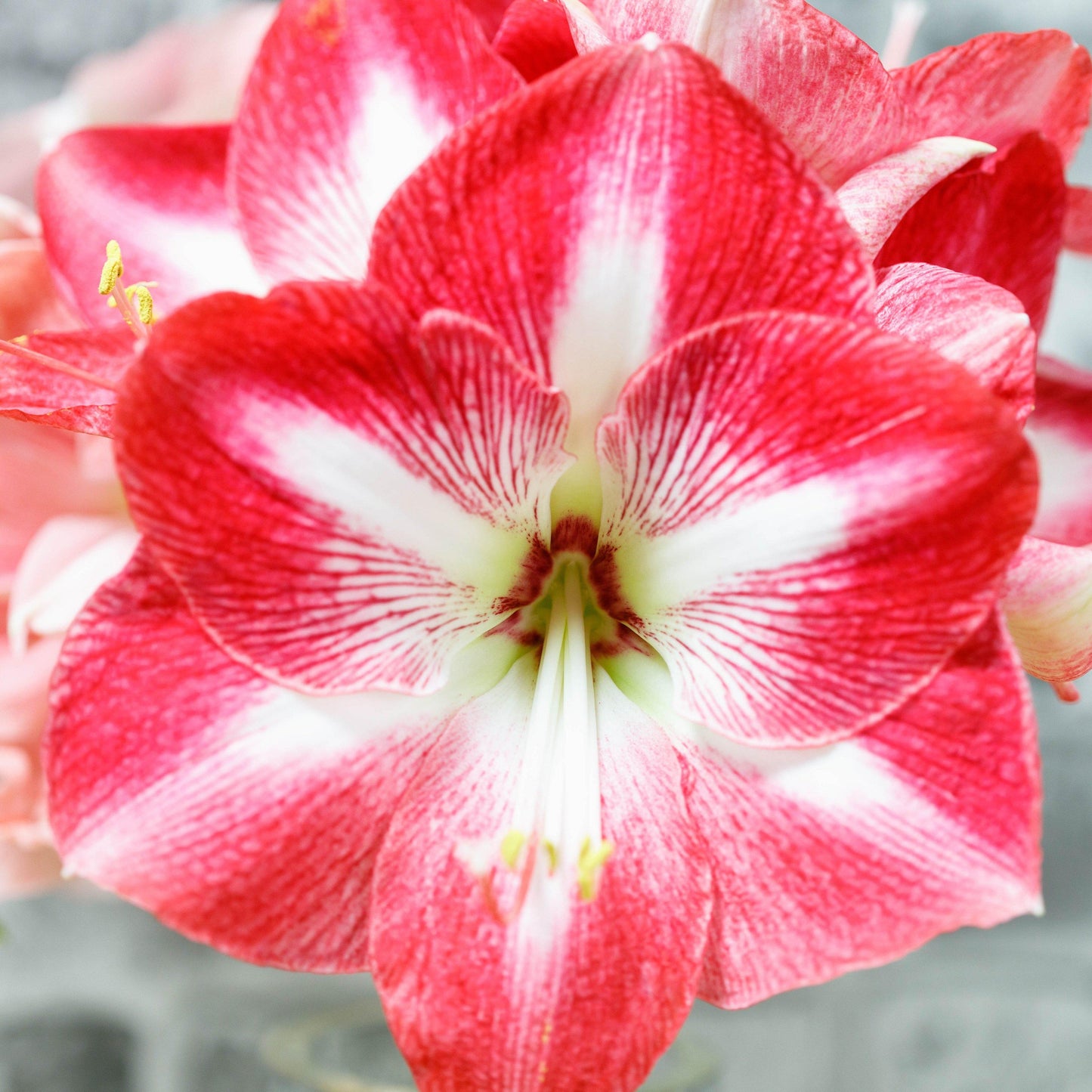 Amaryllis - Monte Carlo