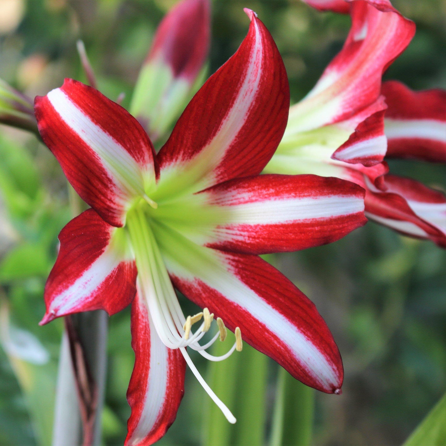 Amaryllis - Santiago