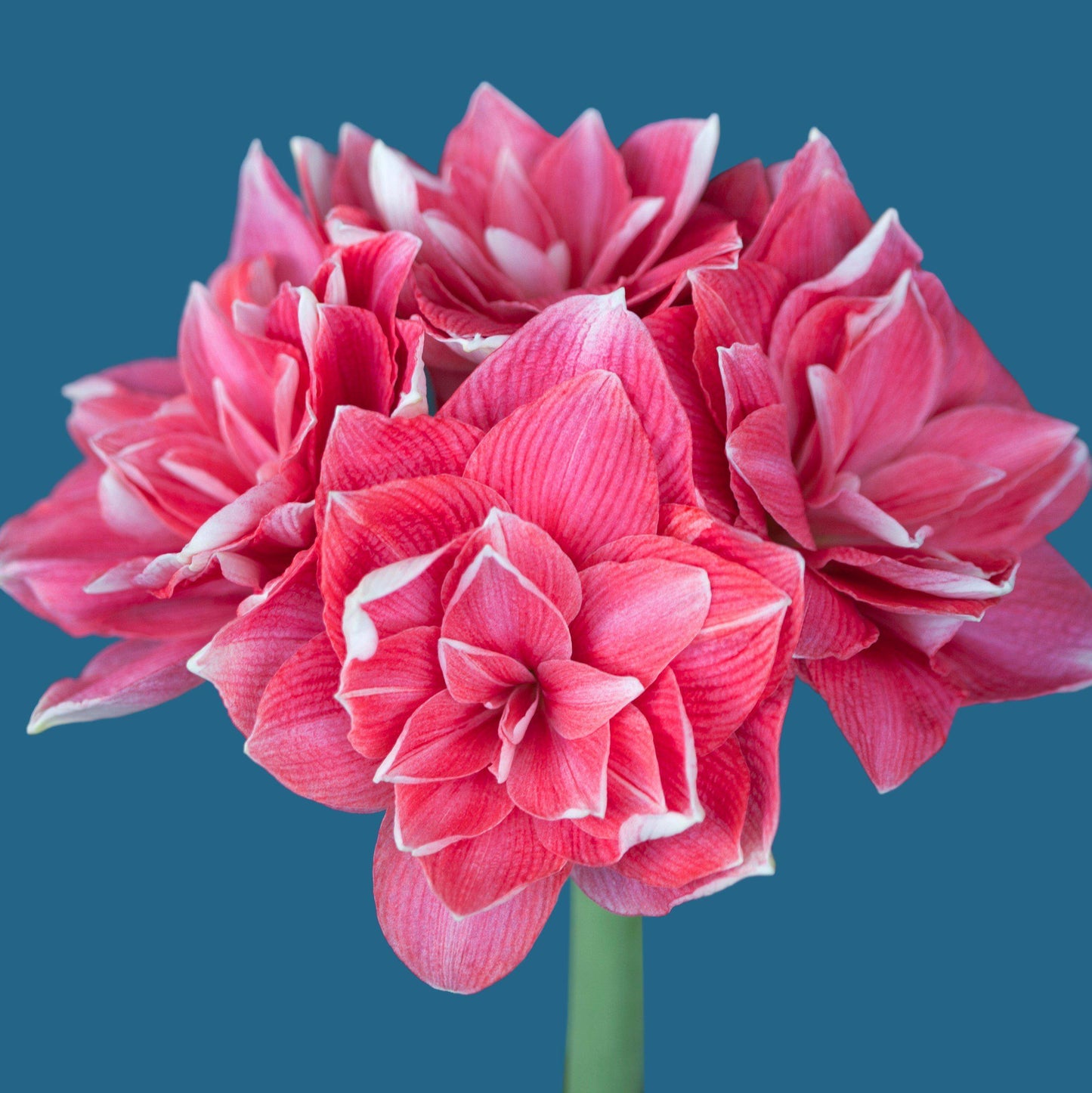 Amaryllis - Double Dream