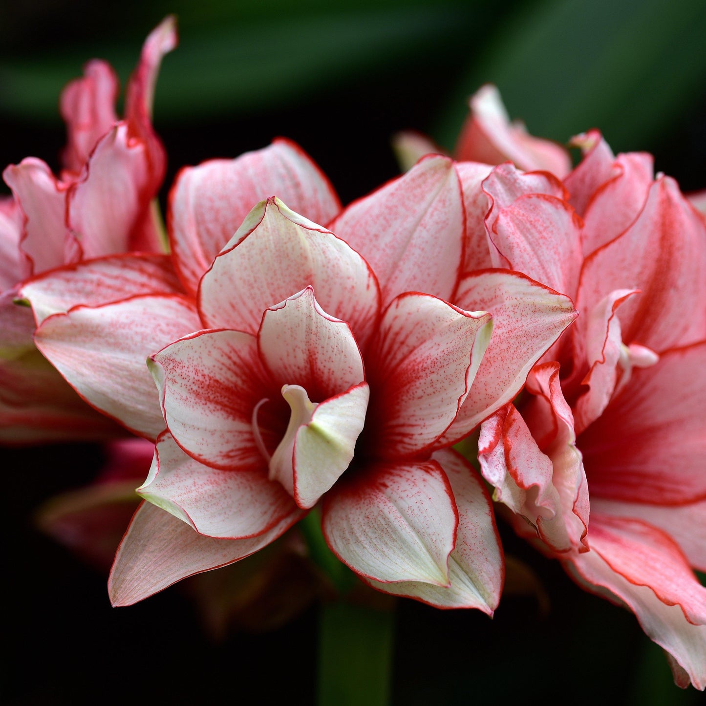 Amaryllis - Elvas