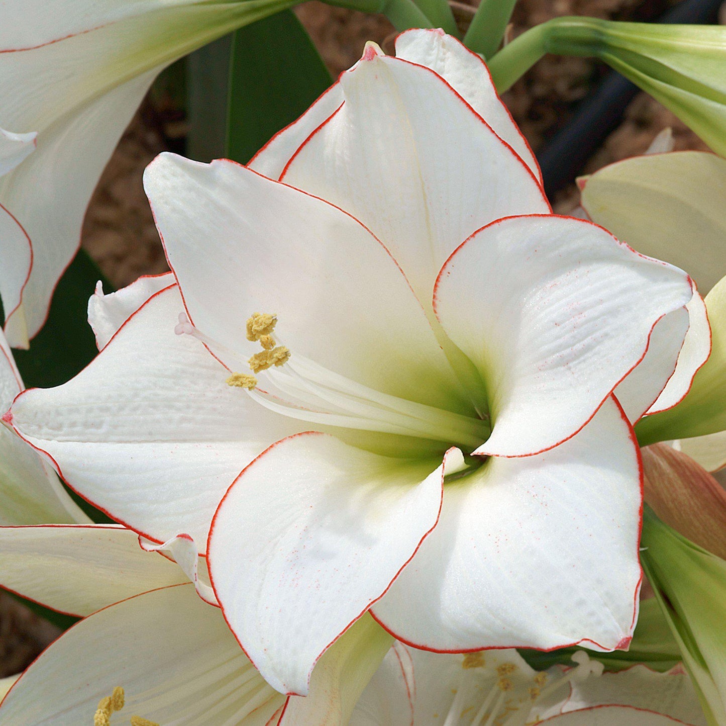 Amaryllis - Picotee