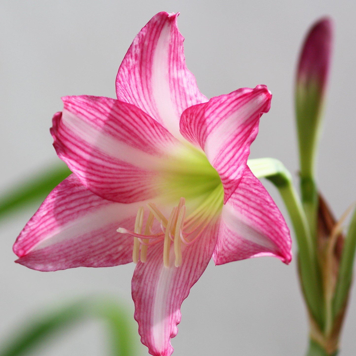 Amaryllis - Estella