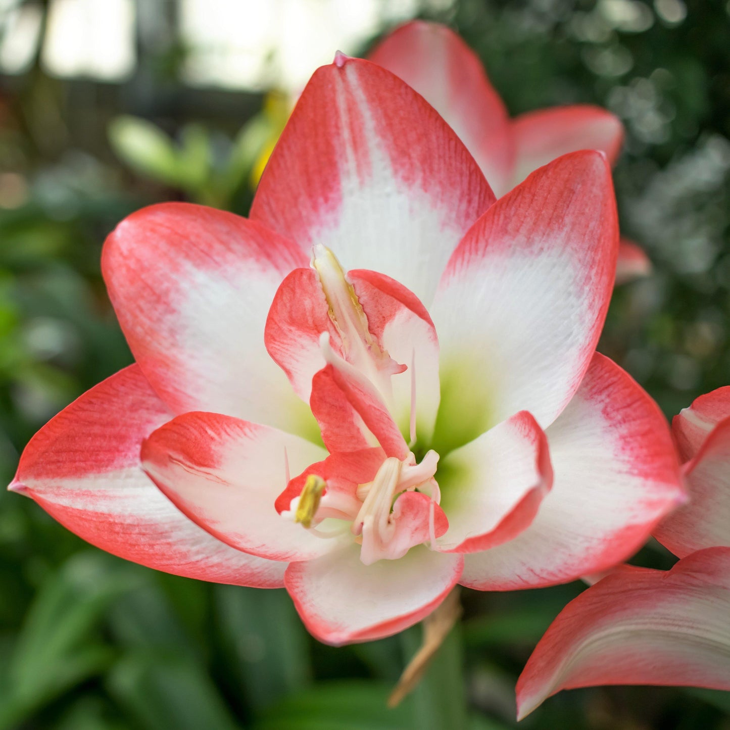 Amaryllis - Blossom Peacock