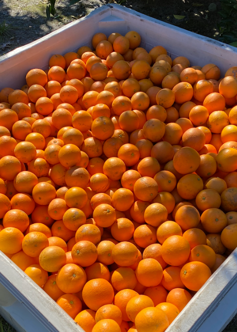 Hamlin Orange - Free Shipping Included
