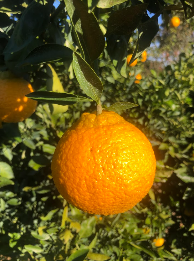 Collective - Shiranui Mandarin - Free Shipping Included