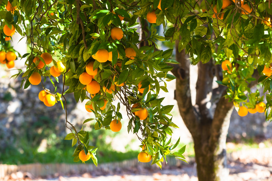 How to Plant a Citrus Tree Outside