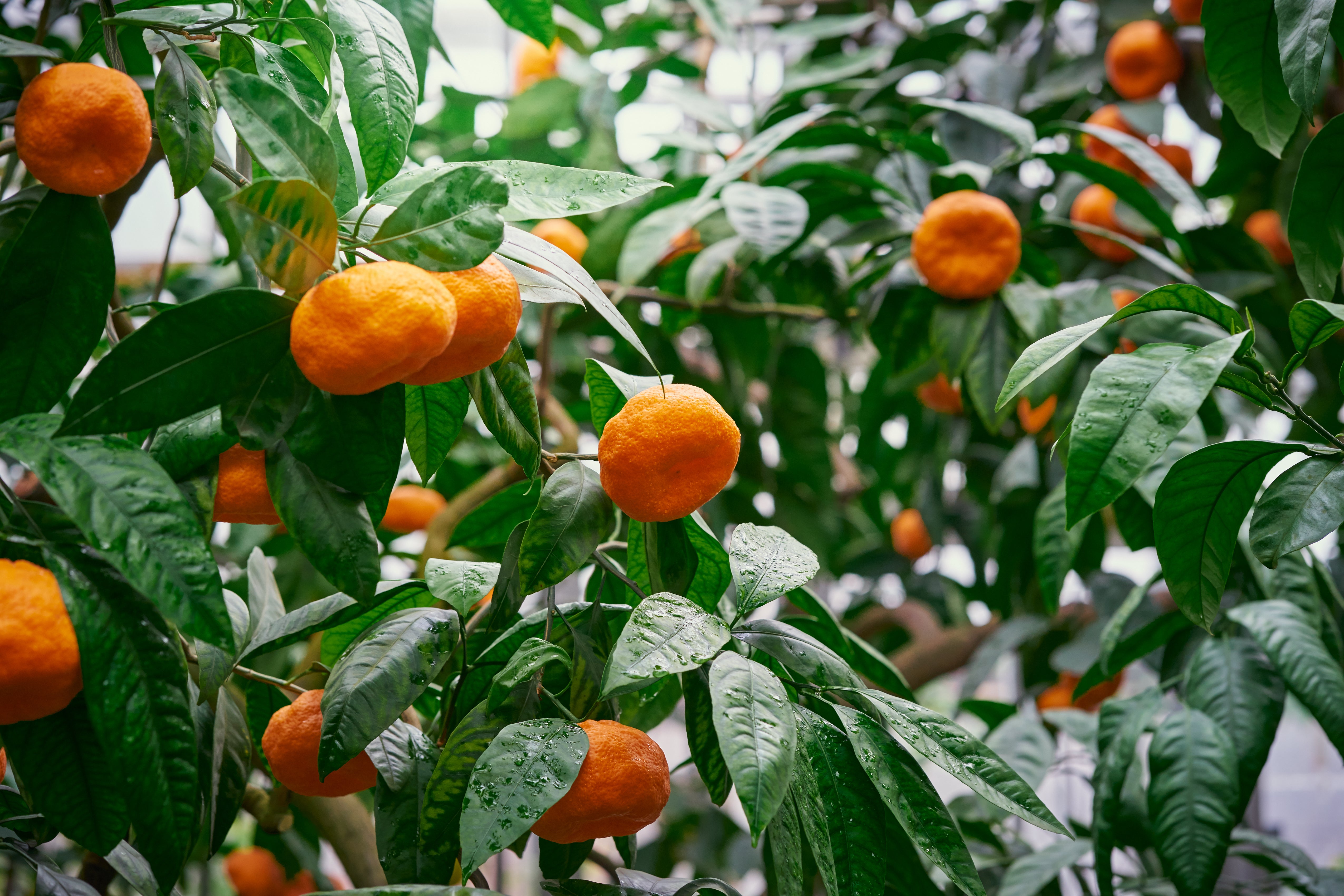 Sample Collection – Murphy Citrus Nursery