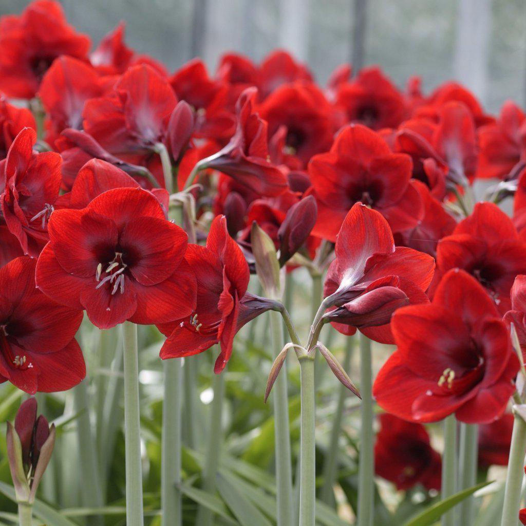 Amaryllis - Ferrari Red