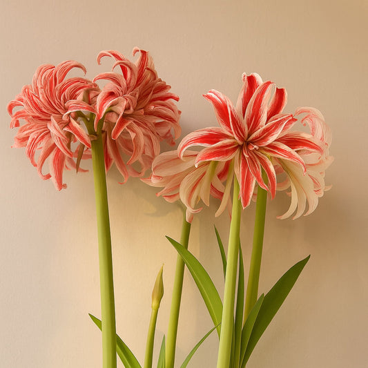 Amaryllis - Doublet