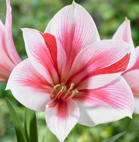Amaryllis - Gervase