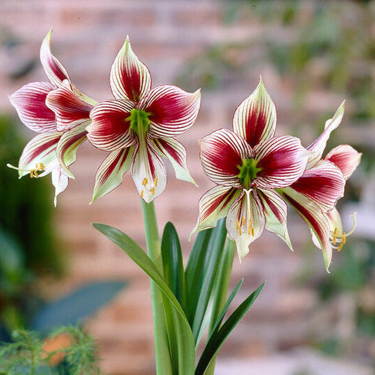 Amaryllis - Papillio Butterfly