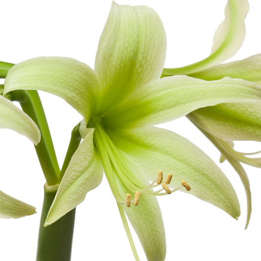Amaryllis - Evergreen
