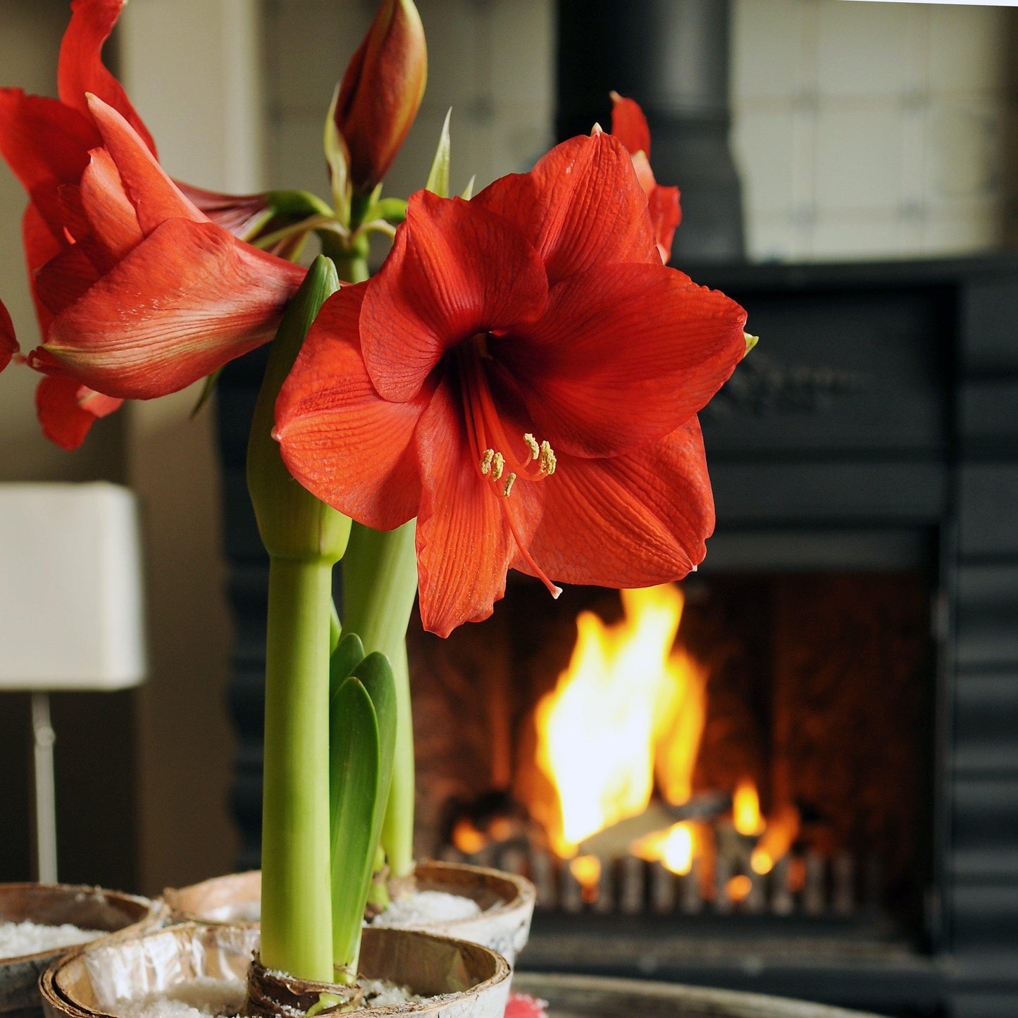 Amaryllis - Ferrari Red