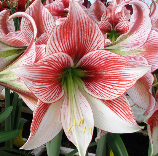 Amaryllis - Glee