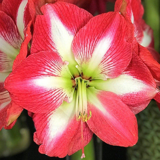 Amaryllis - Monte Carlo