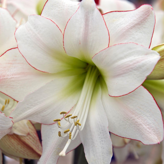 Amaryllis - Picotee