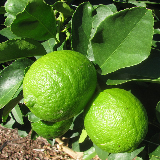Bearss Lime - Free Shipping Included