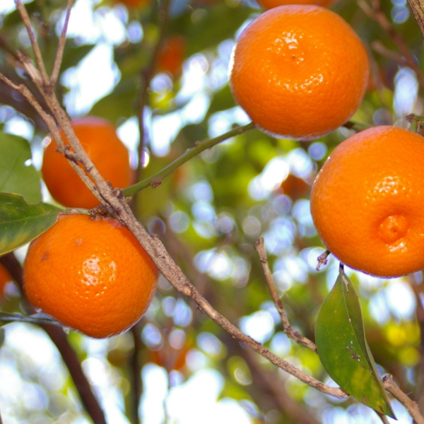 Calamondin Citrus Tree - Free Shipping Included