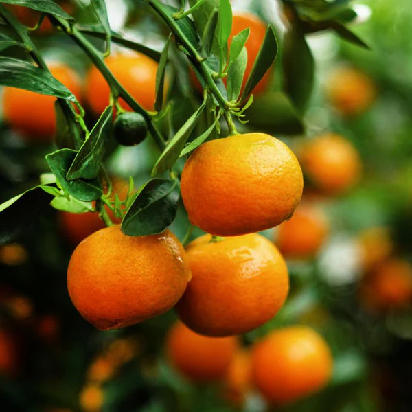 Dancy Tangerine - Free Shipping Included