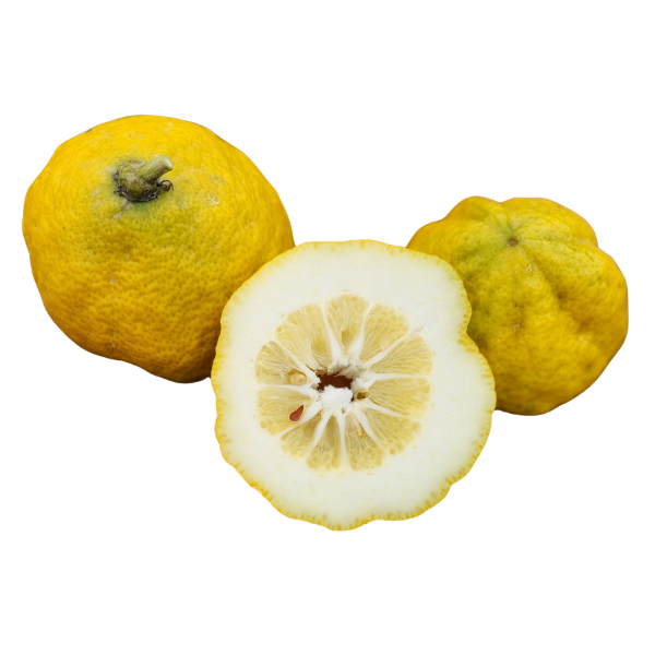 Etrog Citron Tree - Free Shipping Included