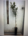 Thomasville Citrangequate - Free Shipping Included