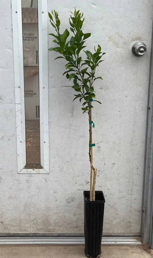 Nine Pound Lemon - Free Shipping Included