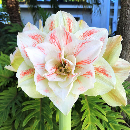 Amaryllis - Nymph