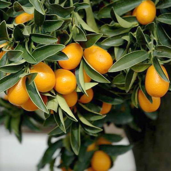 Meiwa Kumquat - Free Shipping Included
