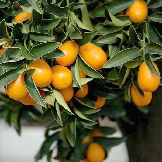 Meiwa Kumquat - Free Shipping Included