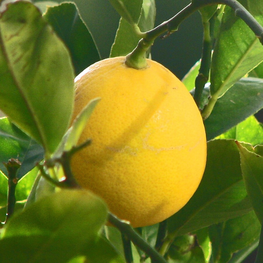 Meyer Lemon - Free Shipping Included