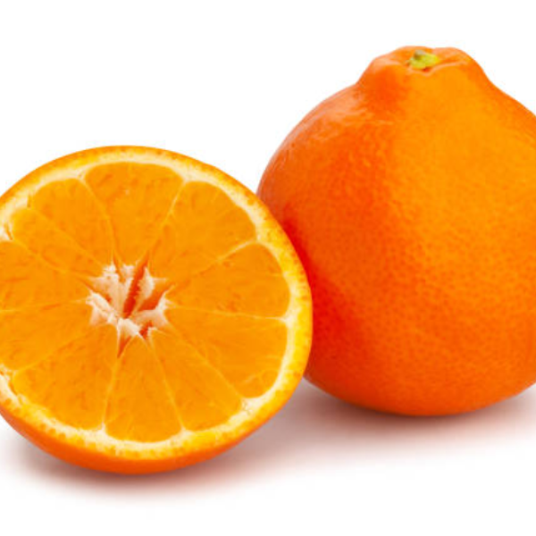 Minneola Tangelo - Free Shipping Included