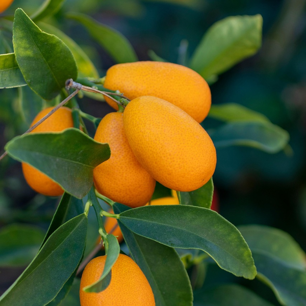 Nagami Kumquat - Free Shipping Included