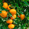 Owari Satsuma -Free Shipping Included