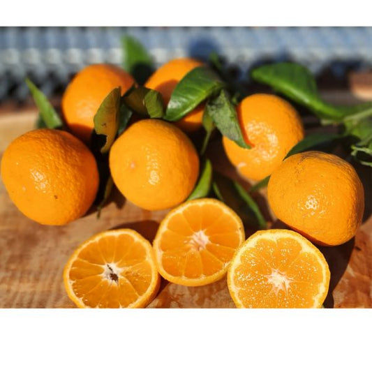 Owari Satsuma - Free Shipping Included