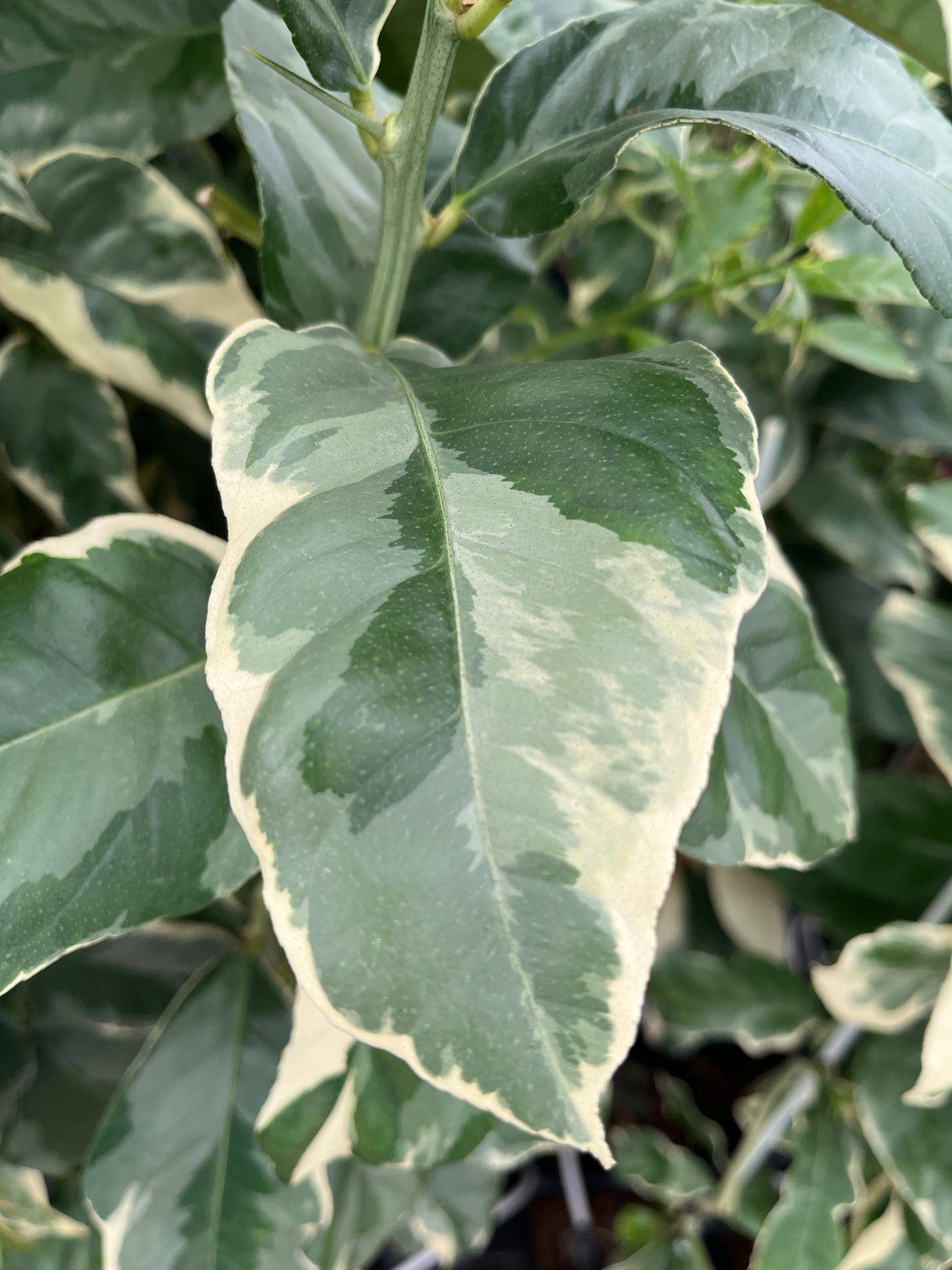 Pink Variegated Lemon Tree - Free Shipping Included