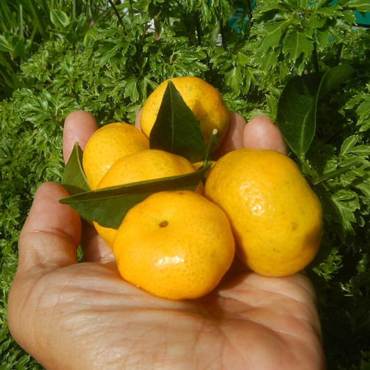 Ponkan Mandarin - Free Shipping Included