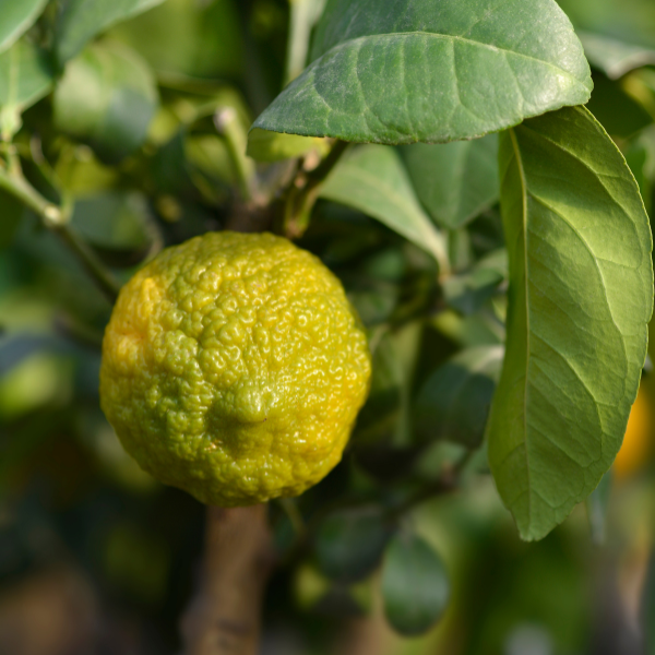 Murphy Citrus Nursery Rangpur Lime - Thumbnail 3