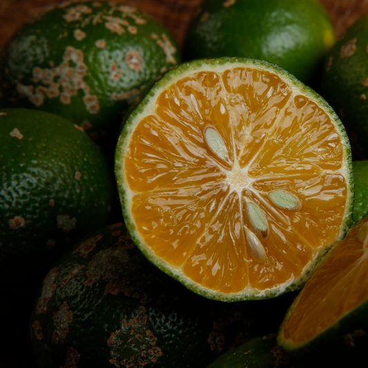 Rangpur Lime - Free Shipping Included