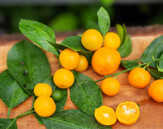 Calamondin Citrus Tree - Free Shipping Included