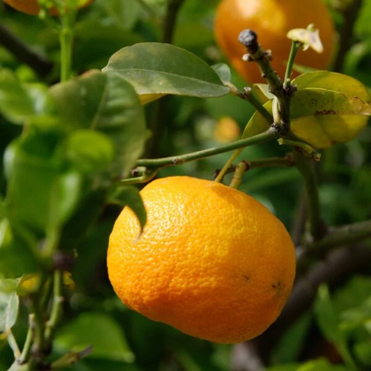 Silverhill Satsuma - Free Shipping Included