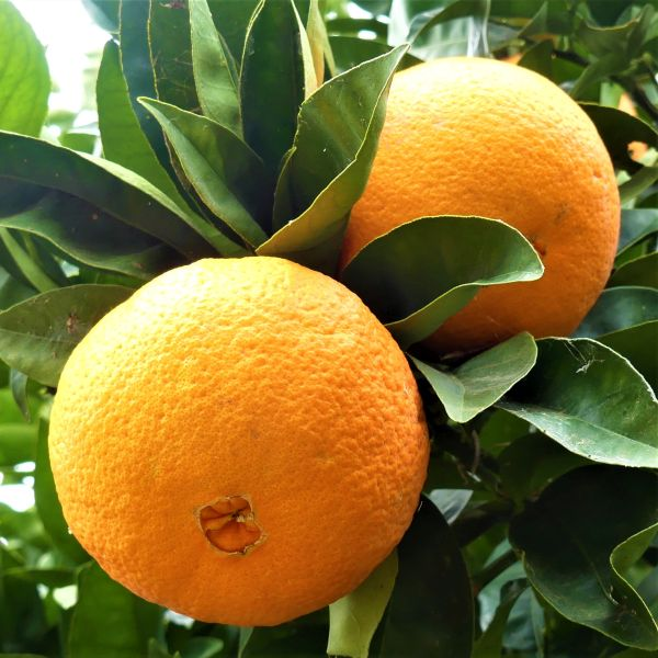 Washington Navel - Free Shipping Included